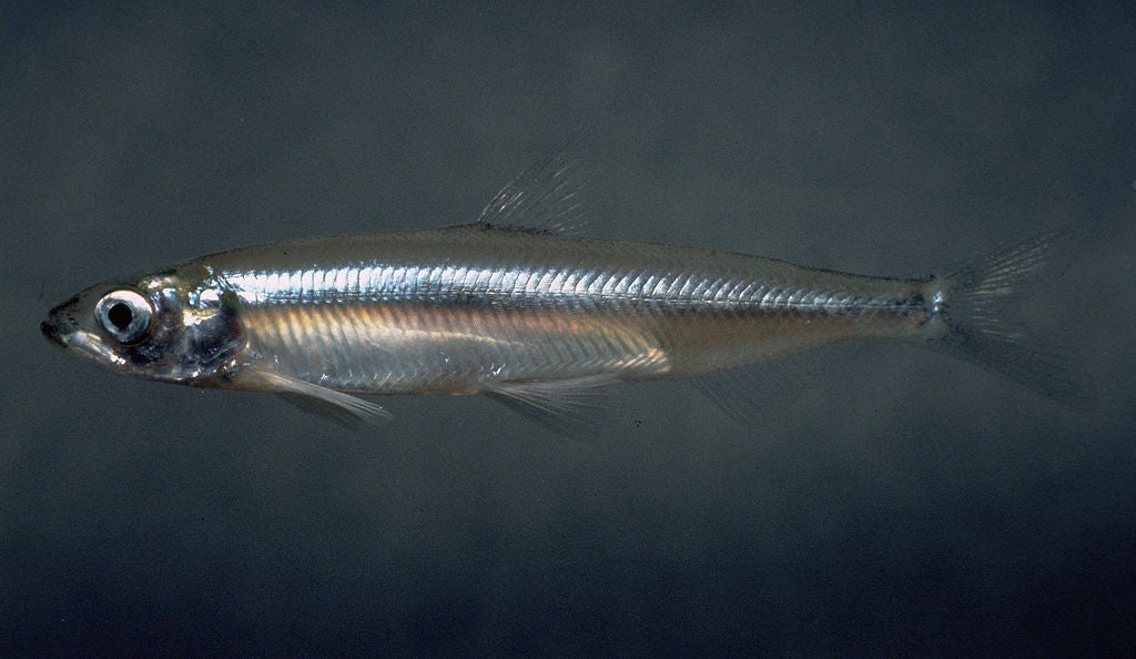 hypomesus transpacificus fish minnow