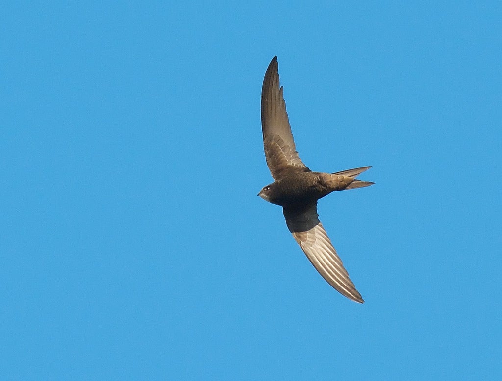swift bird sky flying