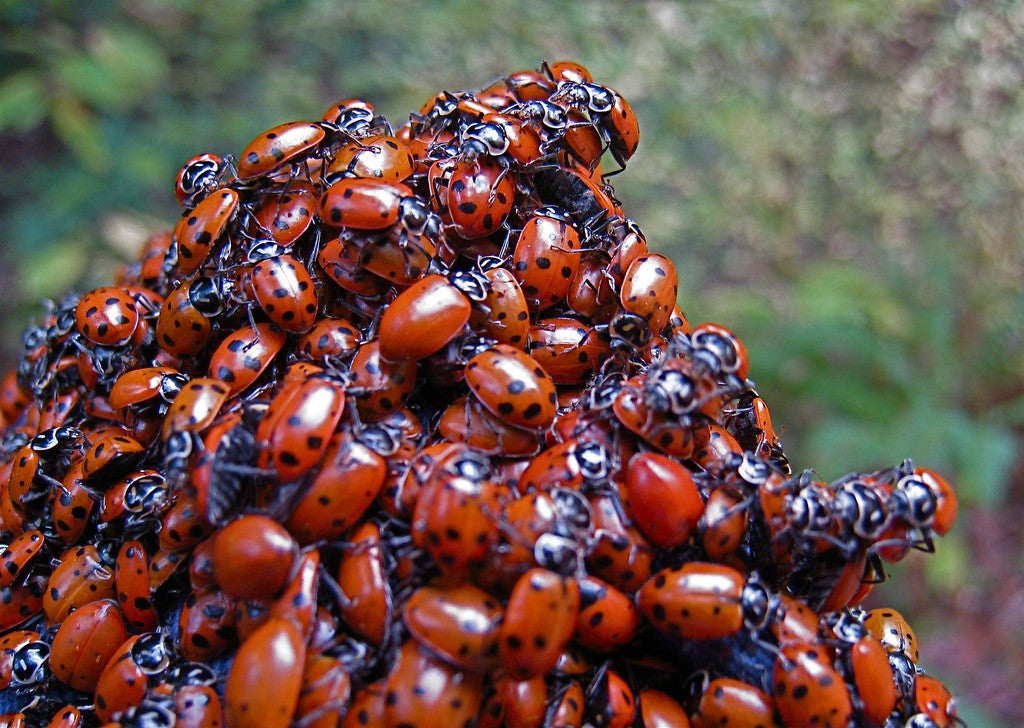 ladybugs bugs