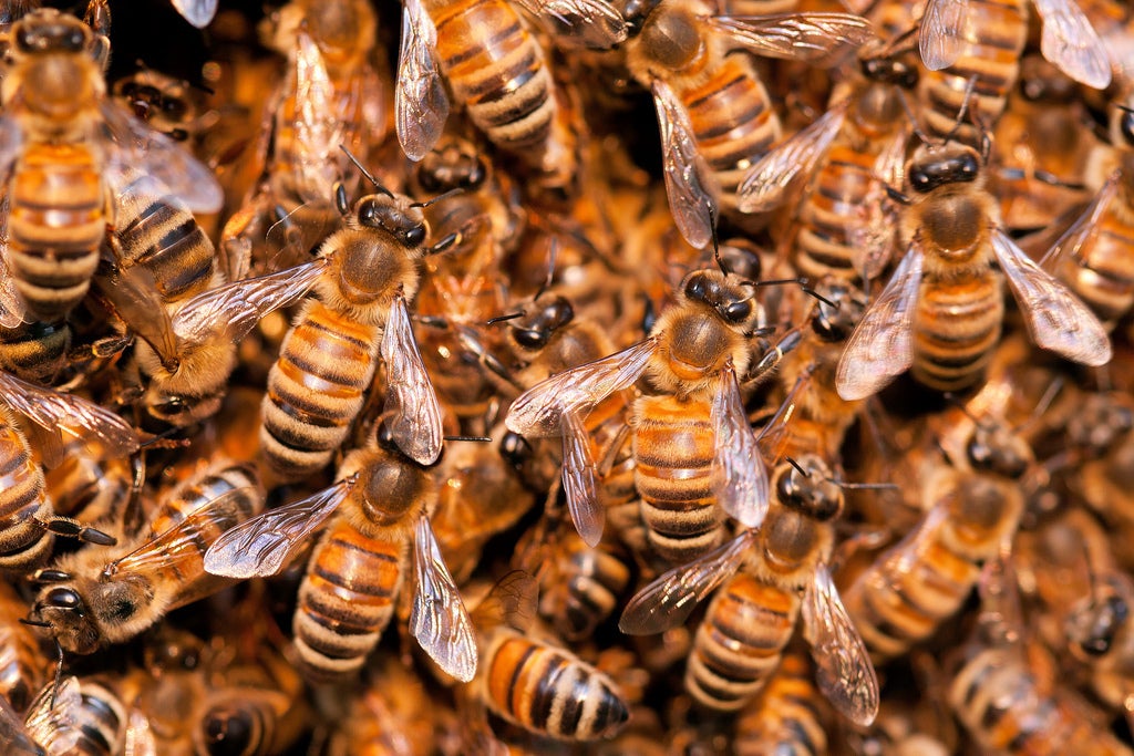 swarm of honey bees_worker bees