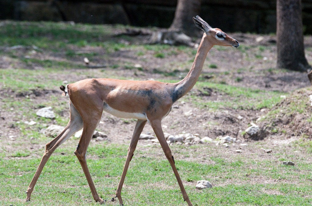 skinny slim deer svelte trim