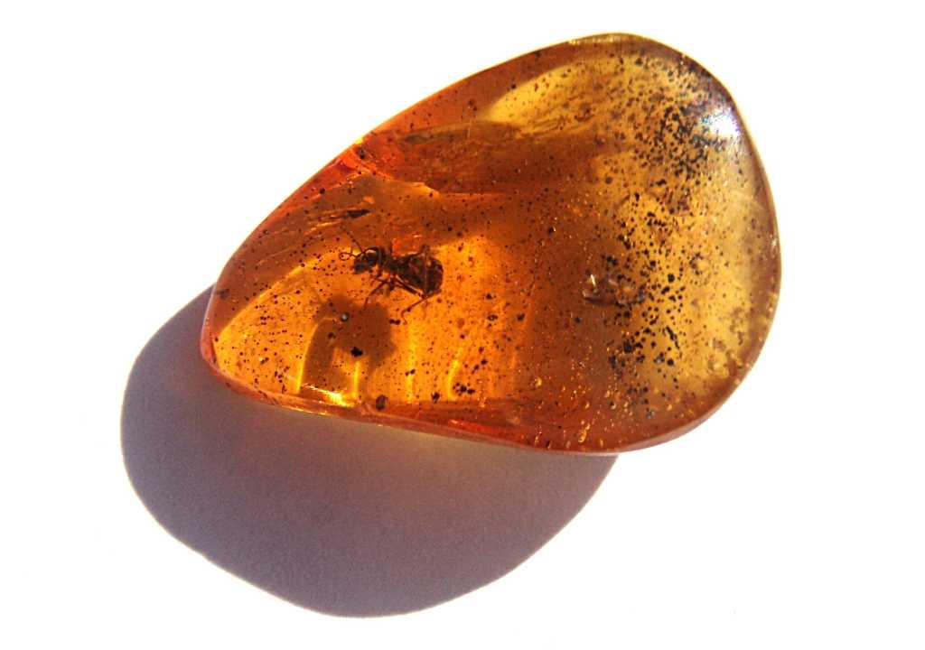 ant in amber