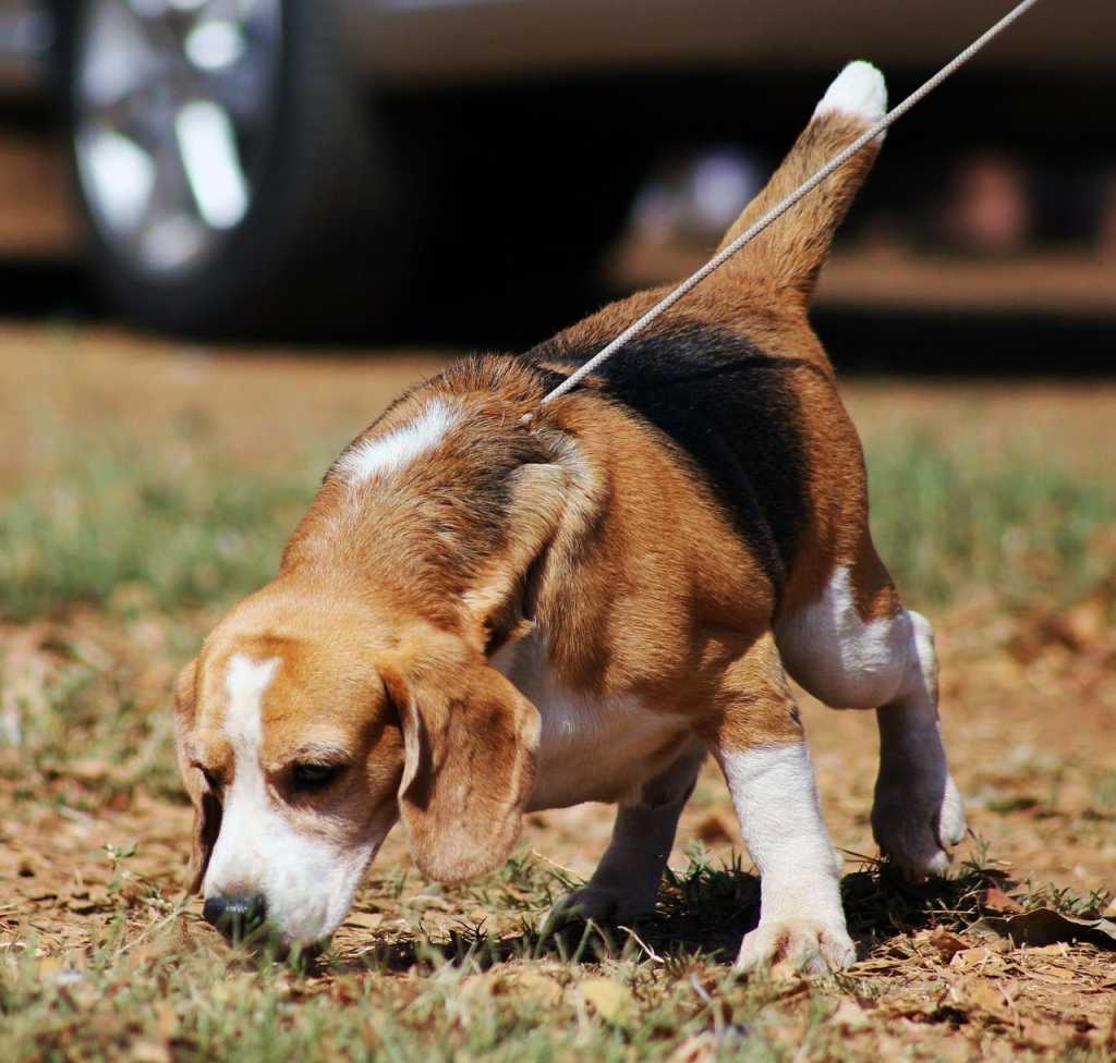 beagle dog puppy hound