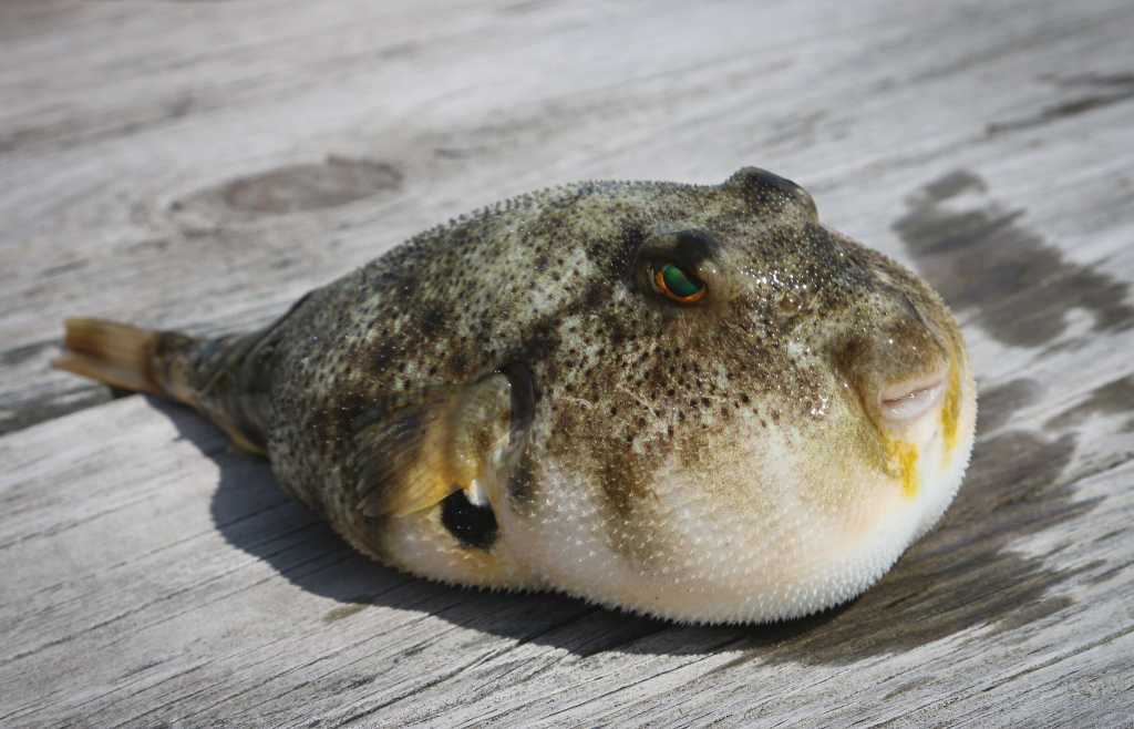 bloated puffer fish by brian yurasits via unsplash