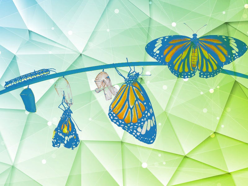 butterfly birth morphing
