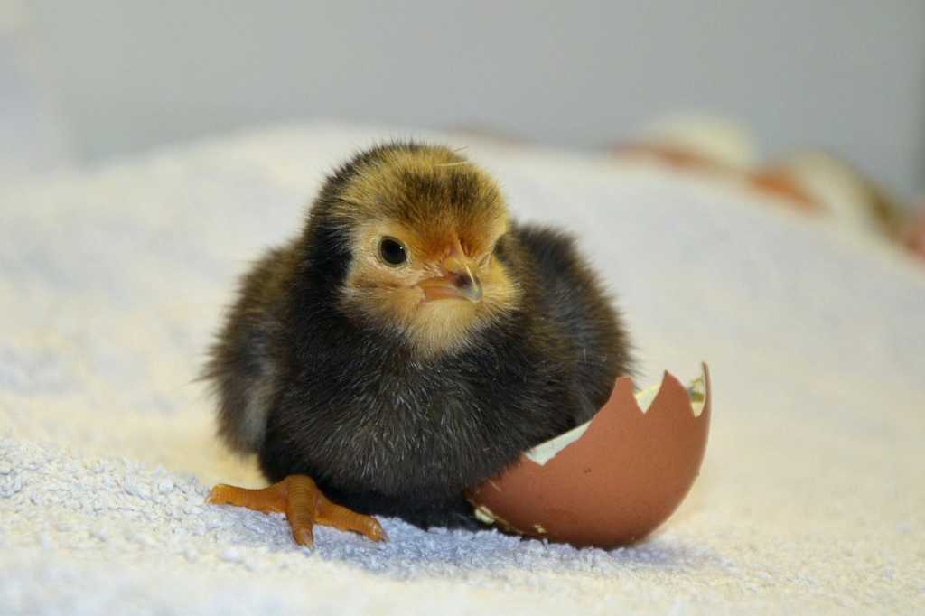 chick hatching egg