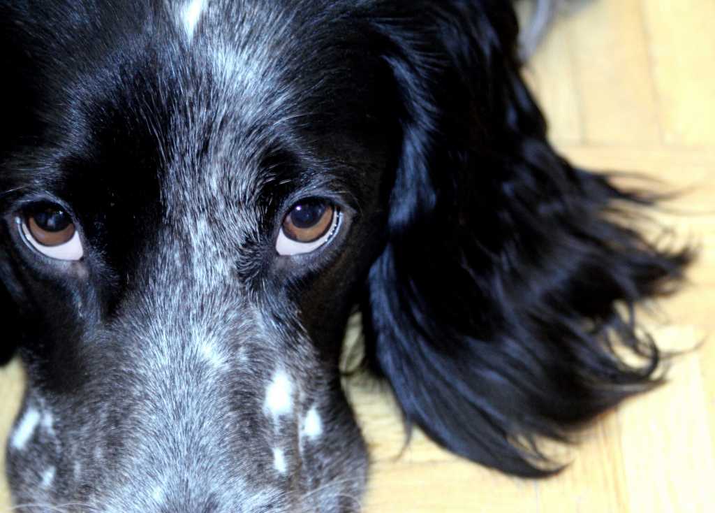 closeup of soulful eyes on dog 126471459