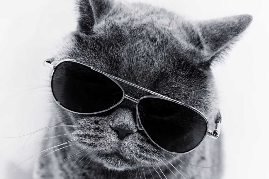 cool cat with sunglasses independent