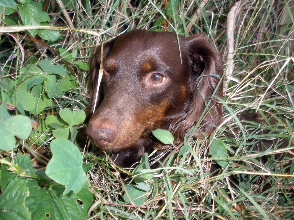 dog in weeds
