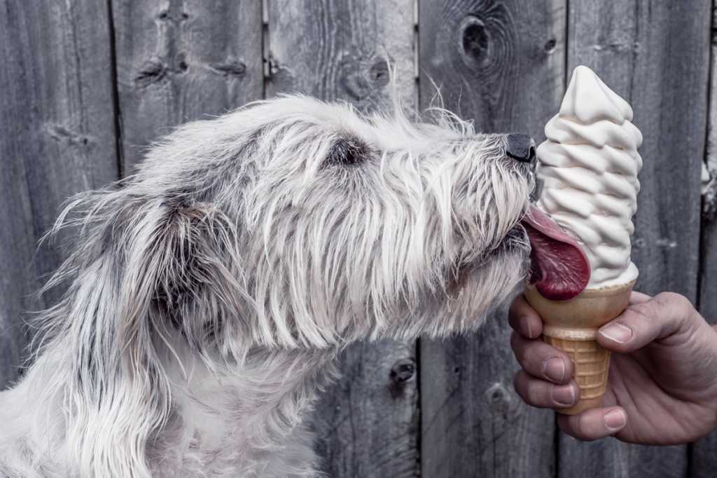 dog licking ice cream salary negotiation compensation job perks benefits by ryan mcguire gratisogra