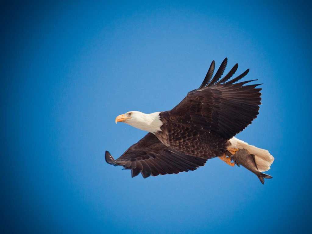 eagle soar bird fly flight sky