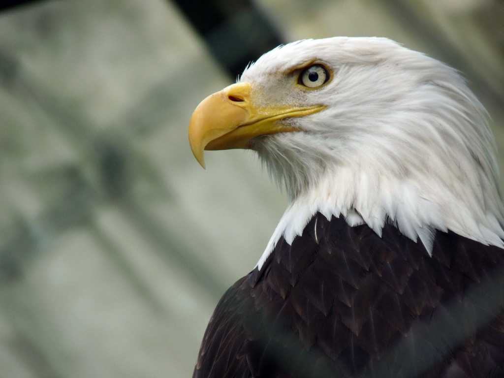 bald eagle