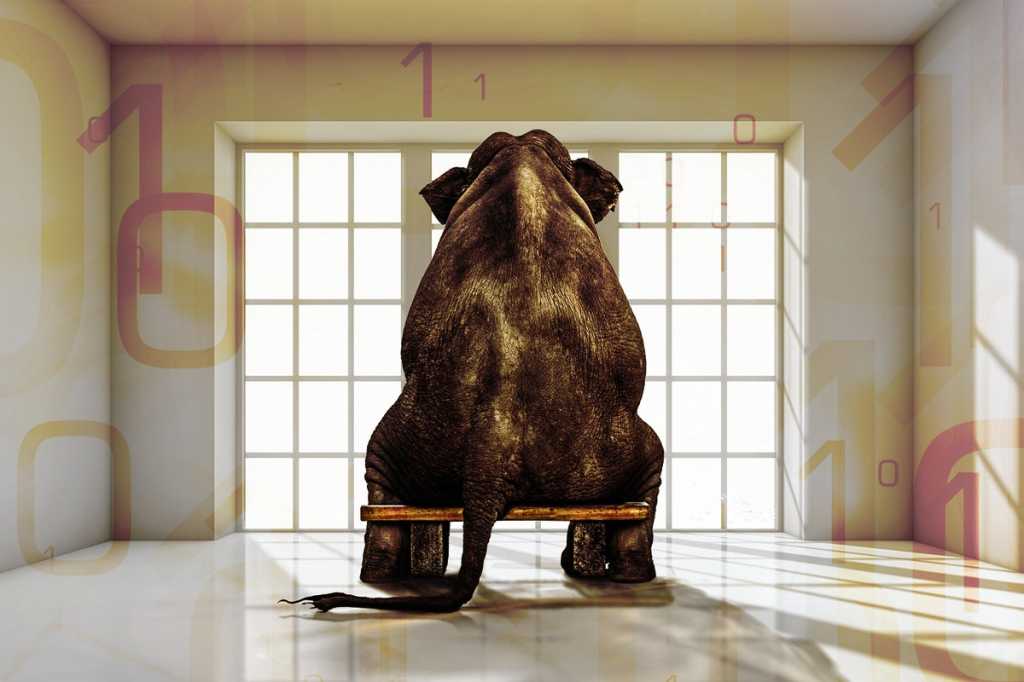 elephant in the room5