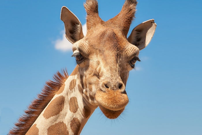 giraffe animal africa dev tool
