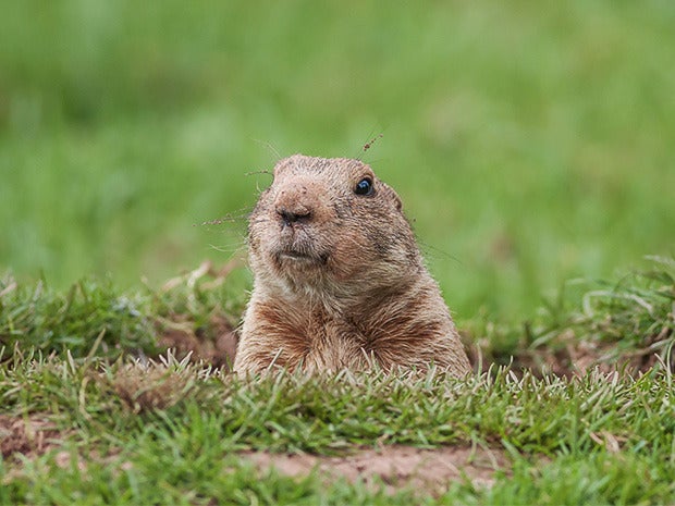 groundhog