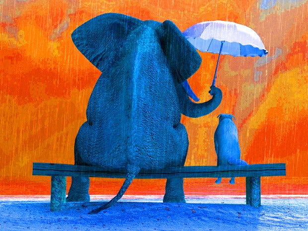 Elephant dog rain tint