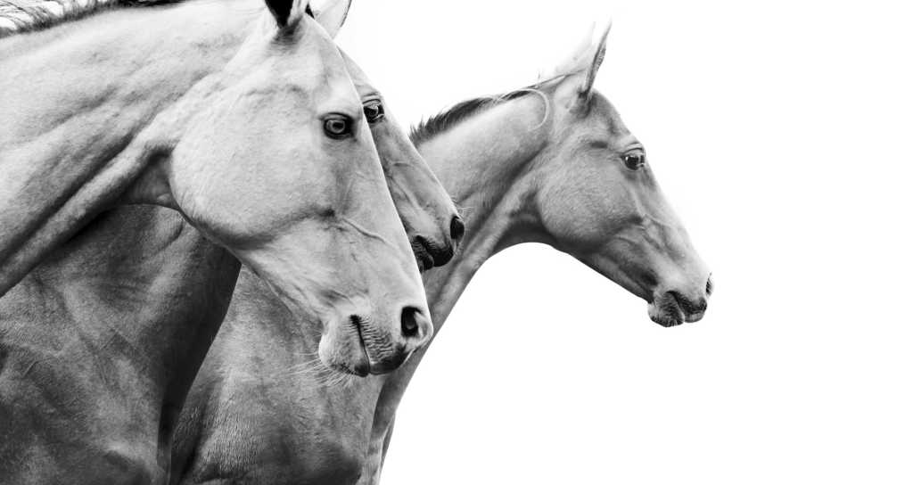 Horses in profile