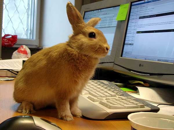 bunny computers desktop rabbit