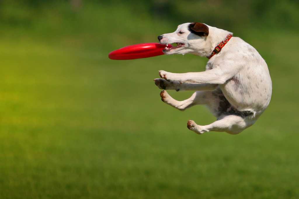 A leaping dog catches a flying disc, midair.