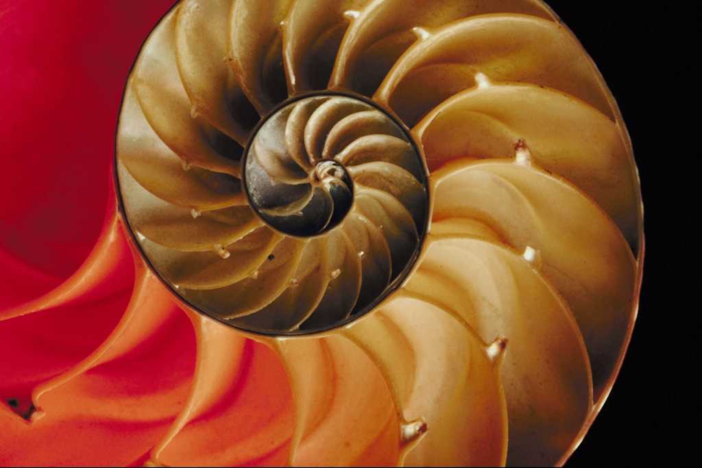 nautilus shell