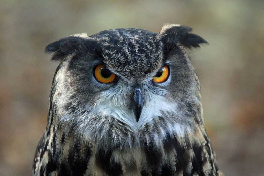 owl bird predator wise