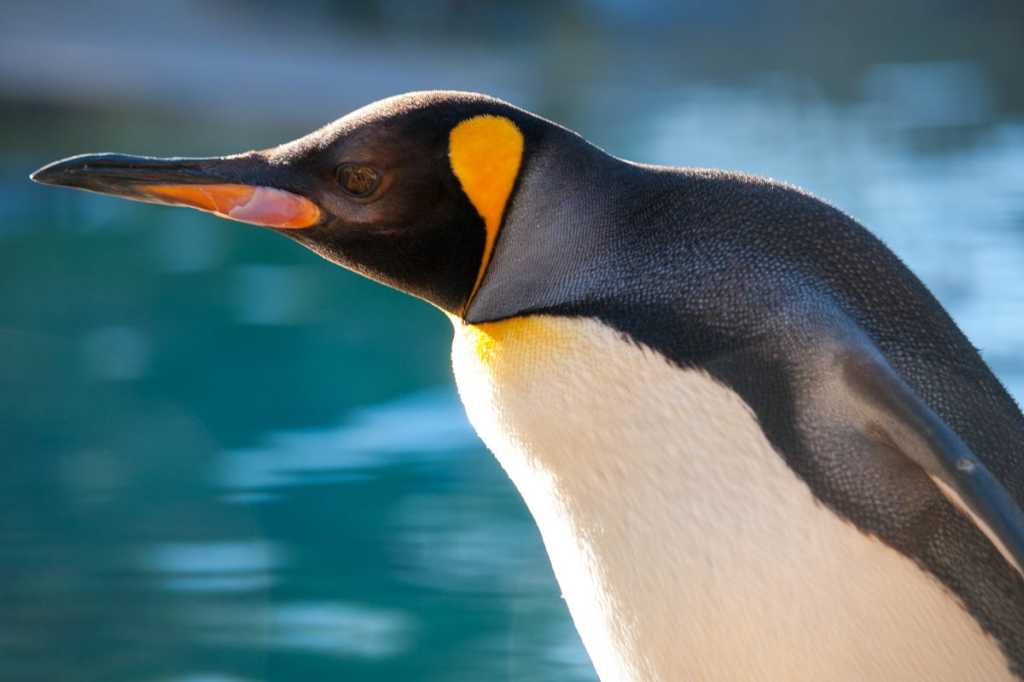 penguin