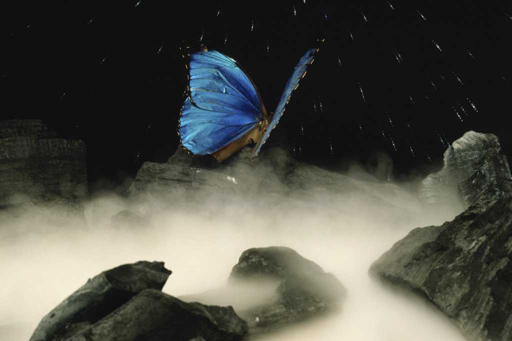 porting converting transformation rebirth change butterfly