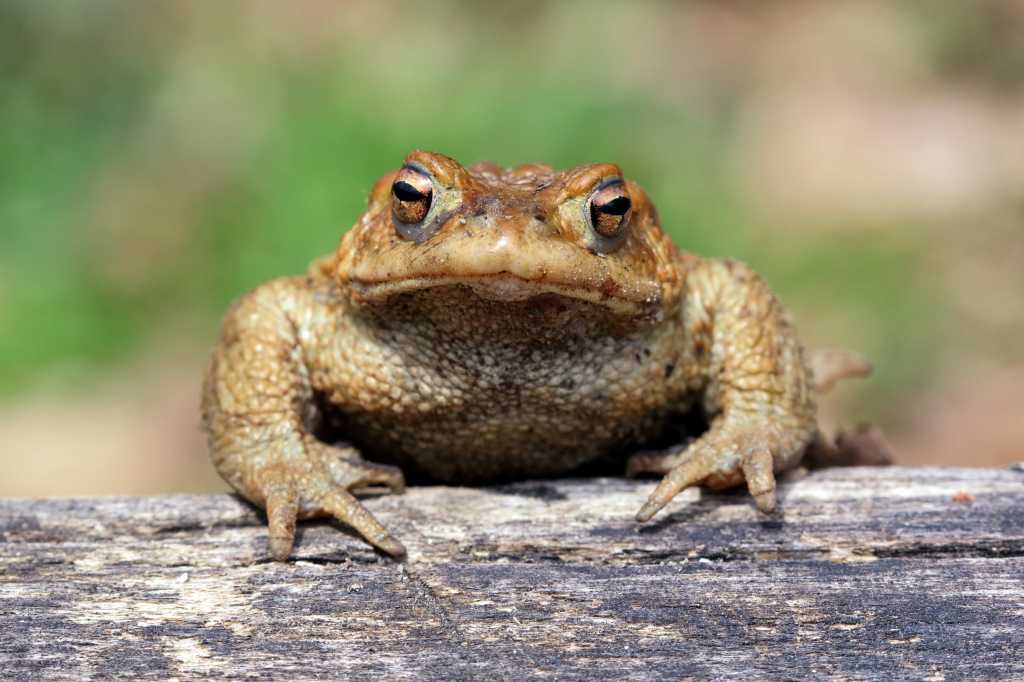 shutterstock 1355658386 European common toad aka frog sitting on a log
