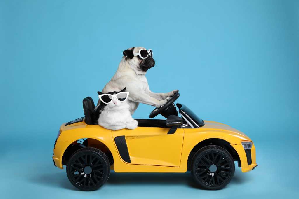 A pug dog driving a car, pug template engine