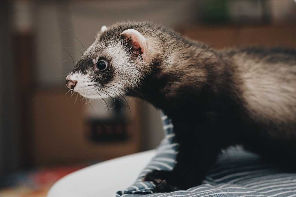 black footed ferret american polecat steve tsang unsplash
