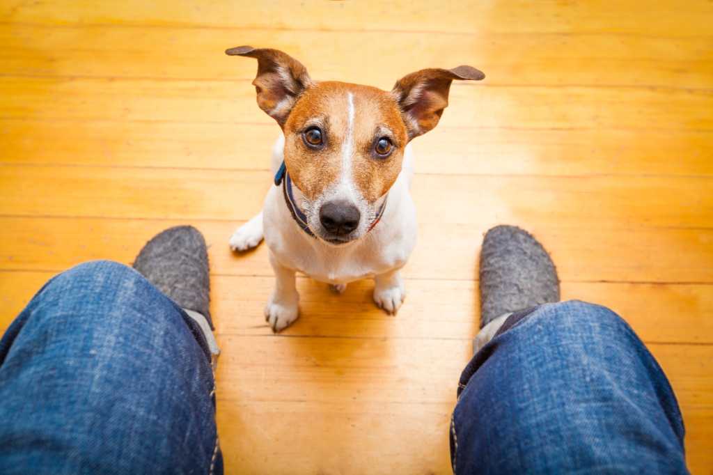 jack russell dog looking up at man