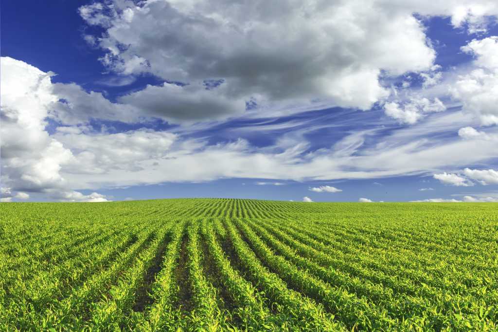 beautiful green farmland with blue sky and clouds