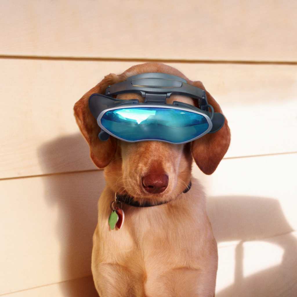 dog with virtual reality headgear glasses