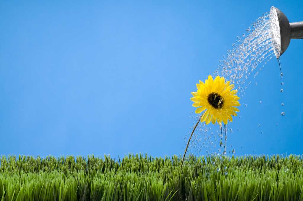 watering a flower 115579466