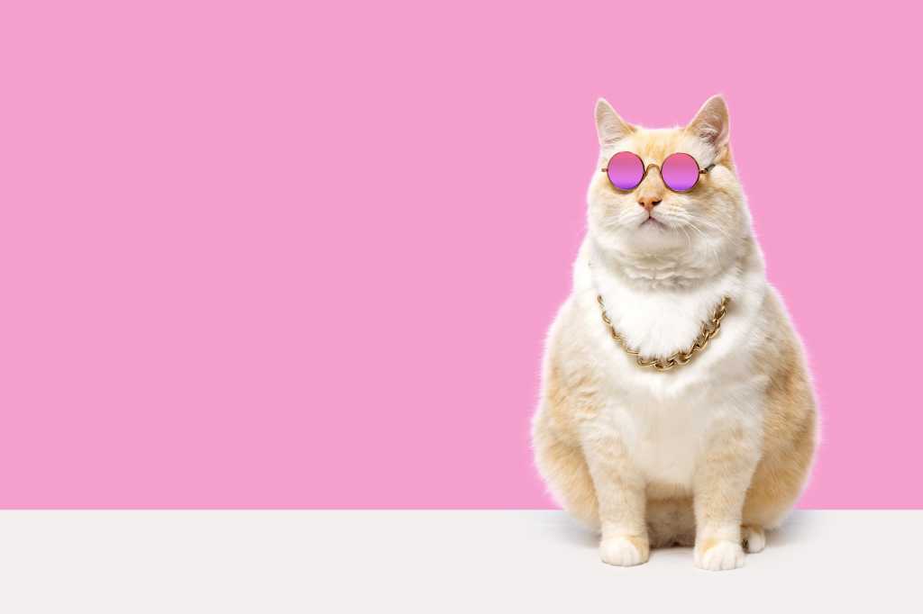 shutterstock 2344090325 fat cat in pink glasses and a chain around his neck on a pink background