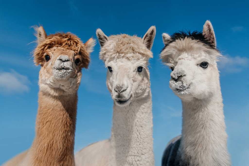 Shutterstock Germany - News - Meta Llama 3.2