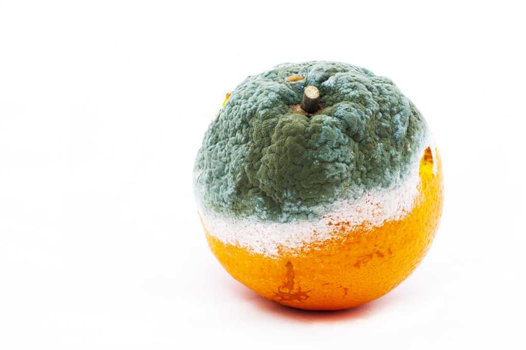 rotten oranges