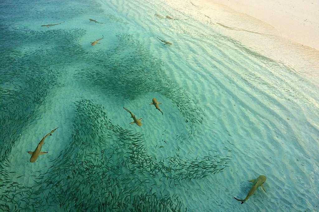 Blacktip sharks, hunting  //  Maldives