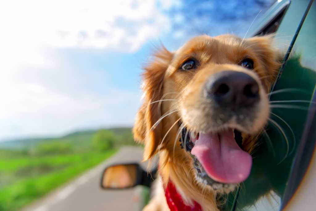 Golden Retriever dog sticking head out of car window, green field and blue sky in the background