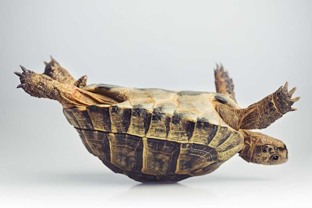 upside down turtle tortoise shell stuck rollover slow malfunction