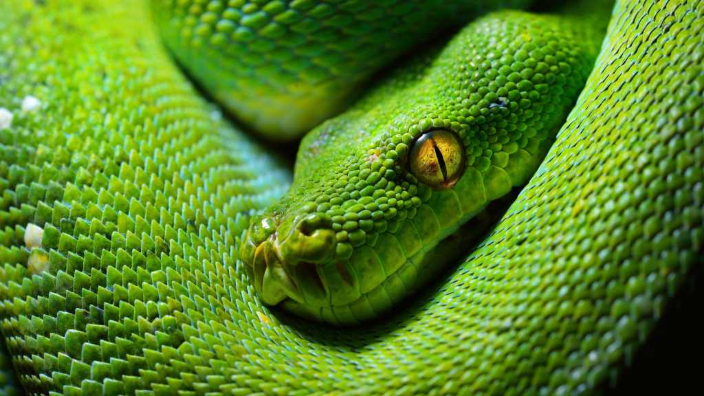 Green Python 16z9