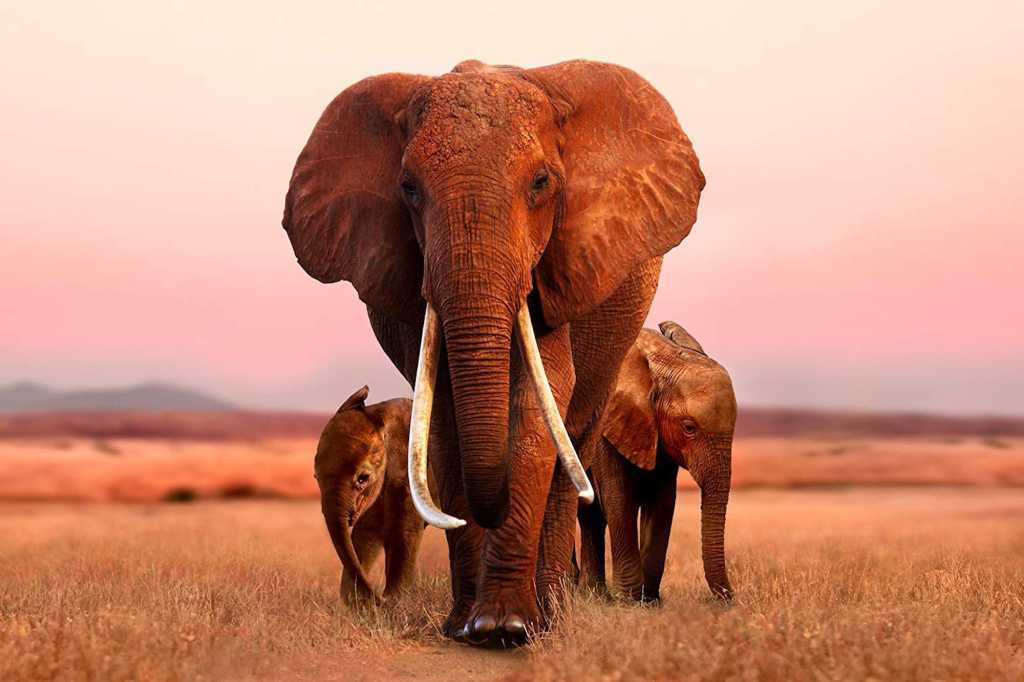 Apple TV+ Elephant Queen