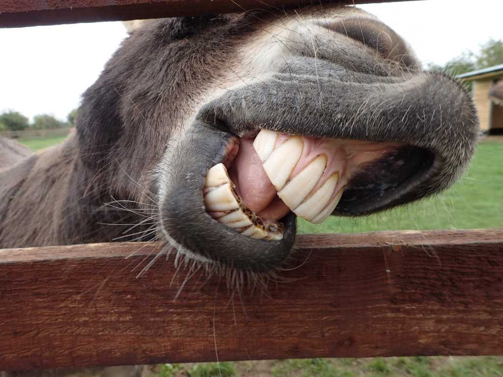 Close up of a donkey showing its teeth. A jackass making a funny face.