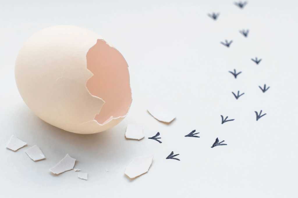 Footprints from an egg shell. First steps of a chick on a white isolated background