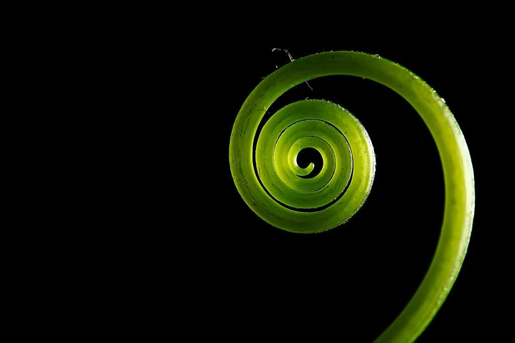 A young green plant shoot in spiral form against a black background. Spring, spiral, sprout.