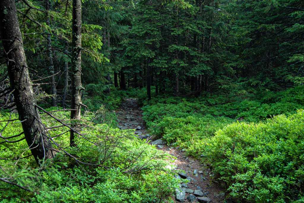 Path through the forest. Stone path overgrown with moss forest. Forest in the mountains. Forest in the fog.