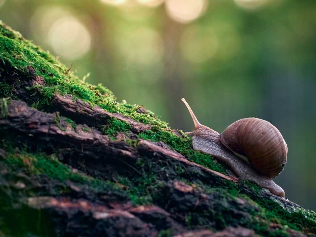 A slow grape snail crawls up the bark of a tree overgrown with moss. Beautiful bokeh in the background.