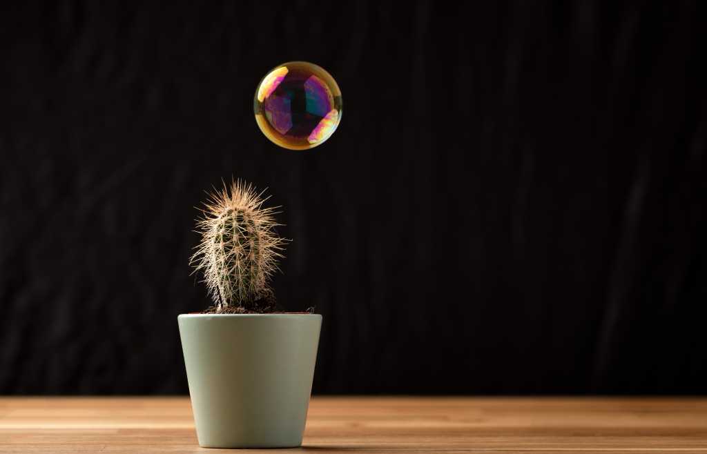 Soap bubble floating on air close to cactus succullent on black background. Risk, danger, fragility concept.